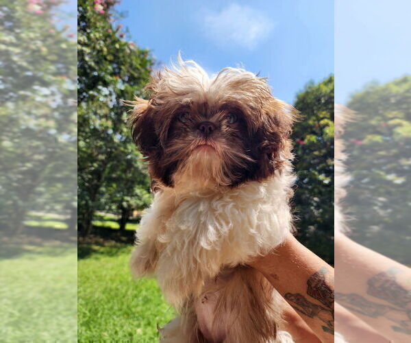 Medium Photo #6 Shih Tzu Puppy For Sale in LITHONIA, GA, USA