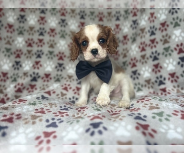 Medium Photo #2 Cavalier King Charles Spaniel Puppy For Sale in LAKELAND, FL, USA