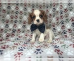 Small #1 Cavalier King Charles Spaniel