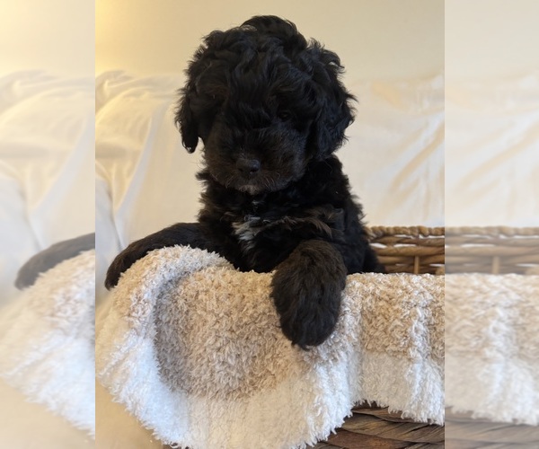 Medium Photo #84 Miniature Bernedoodle Puppy For Sale in AUBURNDALE, FL, USA