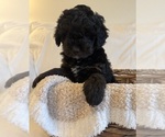 Small Photo #84 Miniature Bernedoodle Puppy For Sale in AUBURNDALE, FL, USA