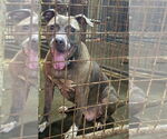 Small #1 American Staffordshire Terrier Mix