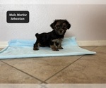 Small #1 Morkie