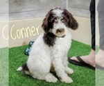 Small Photo #5 Poodle (Standard) Puppy For Sale in SEYMOUR, MO, USA