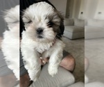 Small #1 Shih Tzu