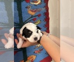 Small #13 Pembroke Welsh Corgi-Poodle (Miniature) Mix
