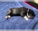 Small #5 Great Dane