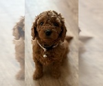 Small #8 Goldendoodle (Miniature)