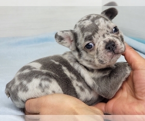 French Bulldog Puppy for sale in NEW YORK, NY, USA
