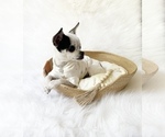 Small #5 Chihuahua