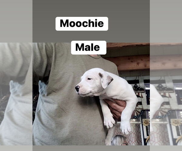 Medium Photo #3 Mutt Puppy For Sale in FRAMINGHAM, MA, USA