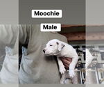 Small #2 Mutt
