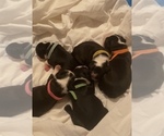 Small Photo #5 Boston Terrier Puppy For Sale in LAUREL, MS, USA