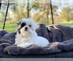 Small Photo #10 Cavapoo Puppy For Sale in HOUSTON, TX, USA