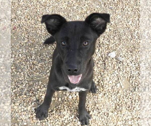 Medium Photo #5 Feist Terrier-Unknown Mix Puppy For Sale in Anniston, AL, USA