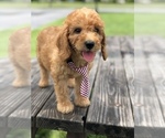 Small Photo #4 Goldendoodle Puppy For Sale in KISSIMMEE, FL, USA