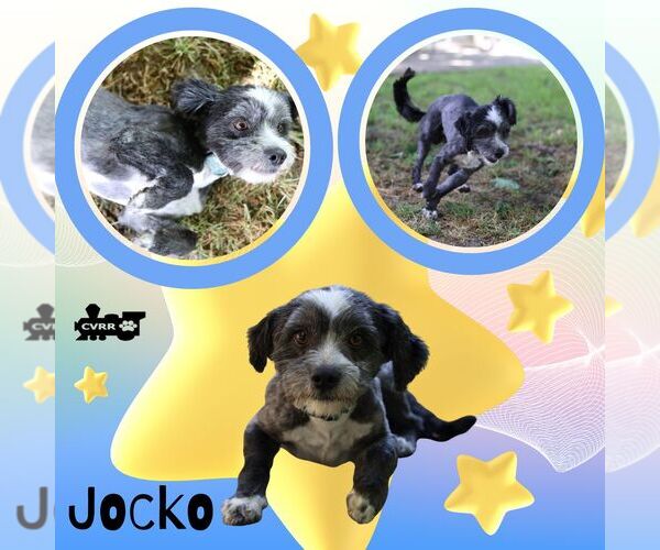 Medium Photo #1 Mutt Puppy For Sale in Lindsay, CA, USA