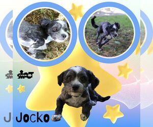 Mutt Dogs for adoption in Lindsay, CA, USA