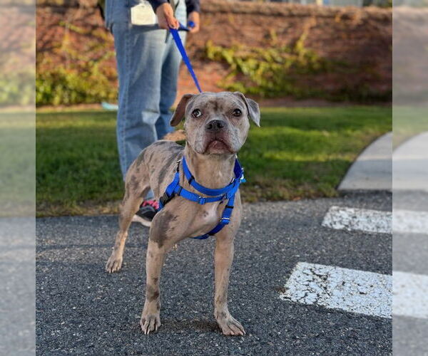Medium Photo #1 American French Bull Terrier Puppy For Sale in Boston, MA, USA