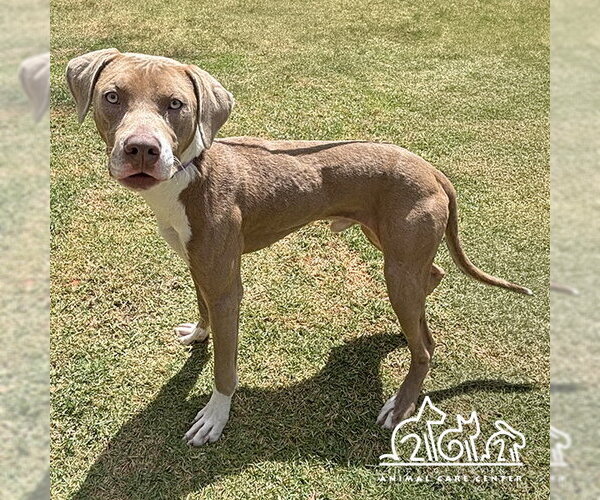 Medium Photo #1 Mutt Puppy For Sale in Irvine, CA, USA