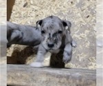 Small #1 Great Dane