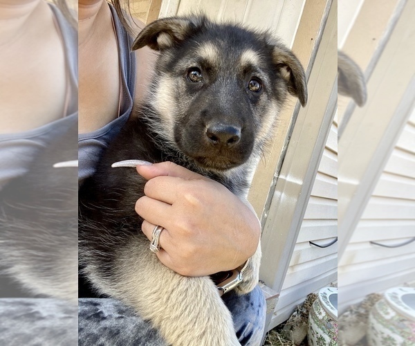 Medium Photo #4 German Shepherd Dog Puppy For Sale in FORT WORTH, TX, USA