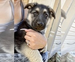 Small Photo #4 German Shepherd Dog Puppy For Sale in FORT WORTH, TX, USA