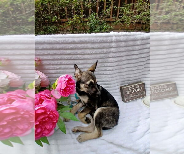 Medium Photo #8 Mutt Puppy For Sale in Oak Bluffs, MA, USA