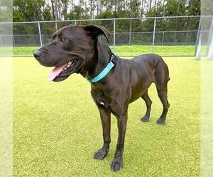 Labrador Retriever-Unknown Mix Dogs for adoption in Naples, FL, USA