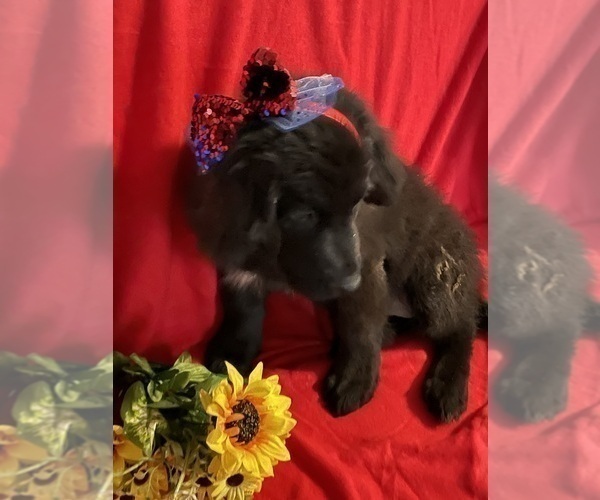 Medium Photo #4 Newfoundland Puppy For Sale in AURORA, IN, USA