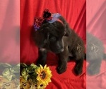 Small #3 Newfoundland