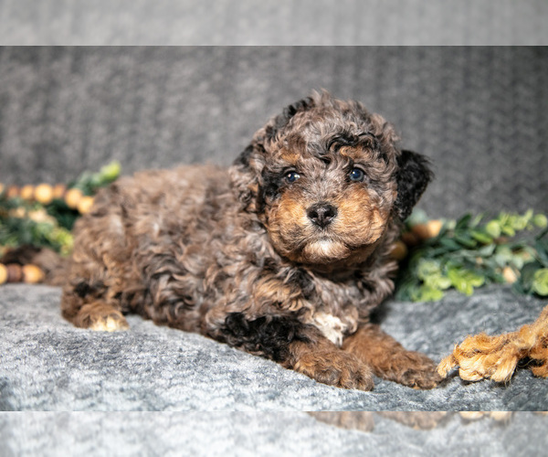 Medium Photo #3 Bernedoodle (Miniature) Puppy For Sale in NAPPANEE, IN, USA
