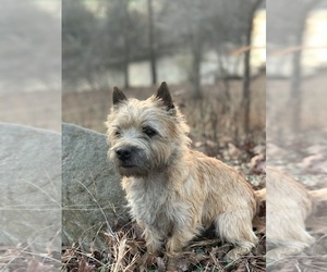 Father of the Cairn Terrier puppies born on 09/23/2023
