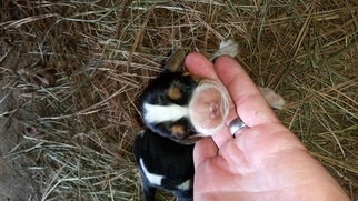 Basset Hound Puppy for sale in JAY, FL, USA