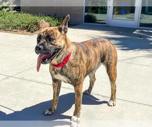 Akita-American Pit Bull Terrier Mix Dogs for adoption in Orange, CA, USA