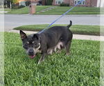 Small #4 American Staffordshire Terrier Mix
