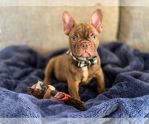 French Bulldog Puppy for sale in MODESTO, CA, USA