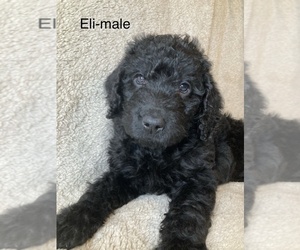 Labradoodle Puppy for sale in EAST FREETOWN, MA, USA