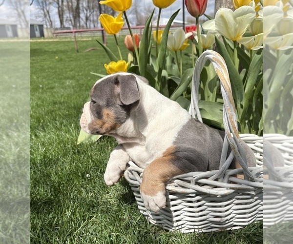 Medium Photo #4 American Bulldog Puppy For Sale in MIDDLEBURY, IN, USA