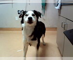 Small Siberian Husky Mix