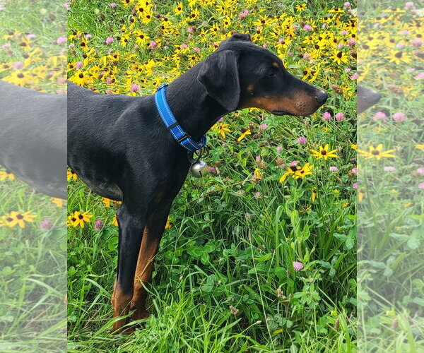 Medium Photo #9 Doberman Pinscher Puppy For Sale in Minneaoplis, MN, USA