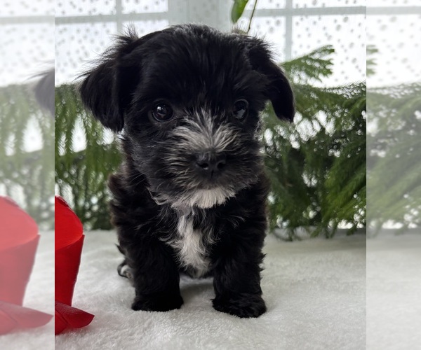 Medium Photo #7 Morkie Puppy For Sale in ROCK STREAM, NY, USA