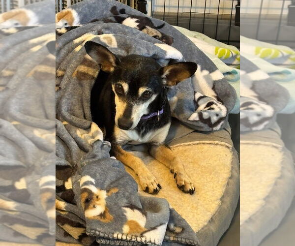 Medium Photo #3 Chihuahua-Unknown Mix Puppy For Sale in Aurora, IN, USA