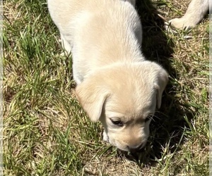 Labrador Retriever Puppy for sale in OGEMA, WI, USA