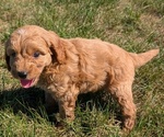 Small #6 Goldendoodle (Miniature)