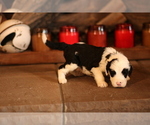Small Photo #2 Sheepadoodle Puppy For Sale in STANLEY, VA, USA