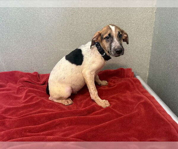 Medium Photo #1 English Coonhound-Unknown Mix Puppy For Sale in Lee's Summit, MO, USA
