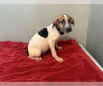 Small English Coonhound Mix