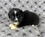 Small Photo #20 Australian Shepherd Puppy For Sale in SALISBURY, NC, USA