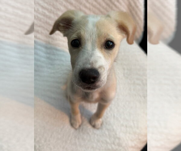 Medium Photo #6 Feist Terrier-Jack Russell Terrier Mix Puppy For Sale in Cookeville, TN, USA